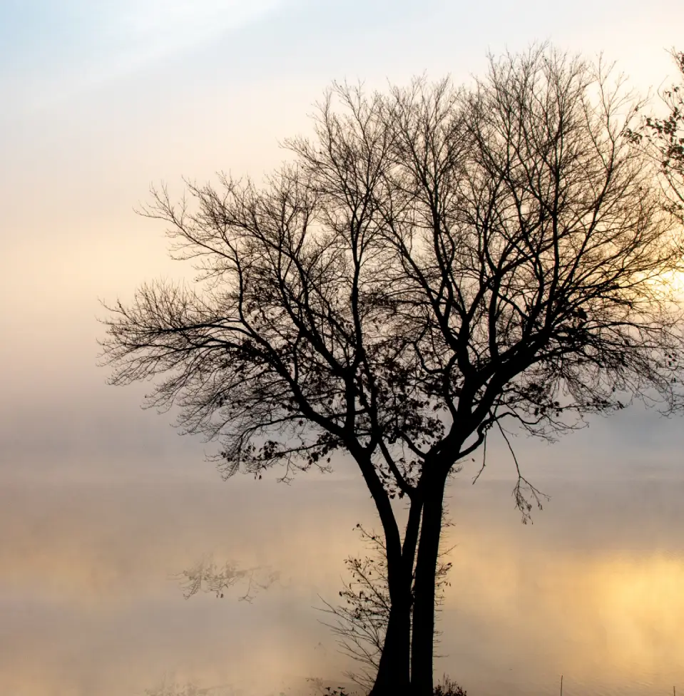 A lone tree stands by a misty lakeside at sunrise.