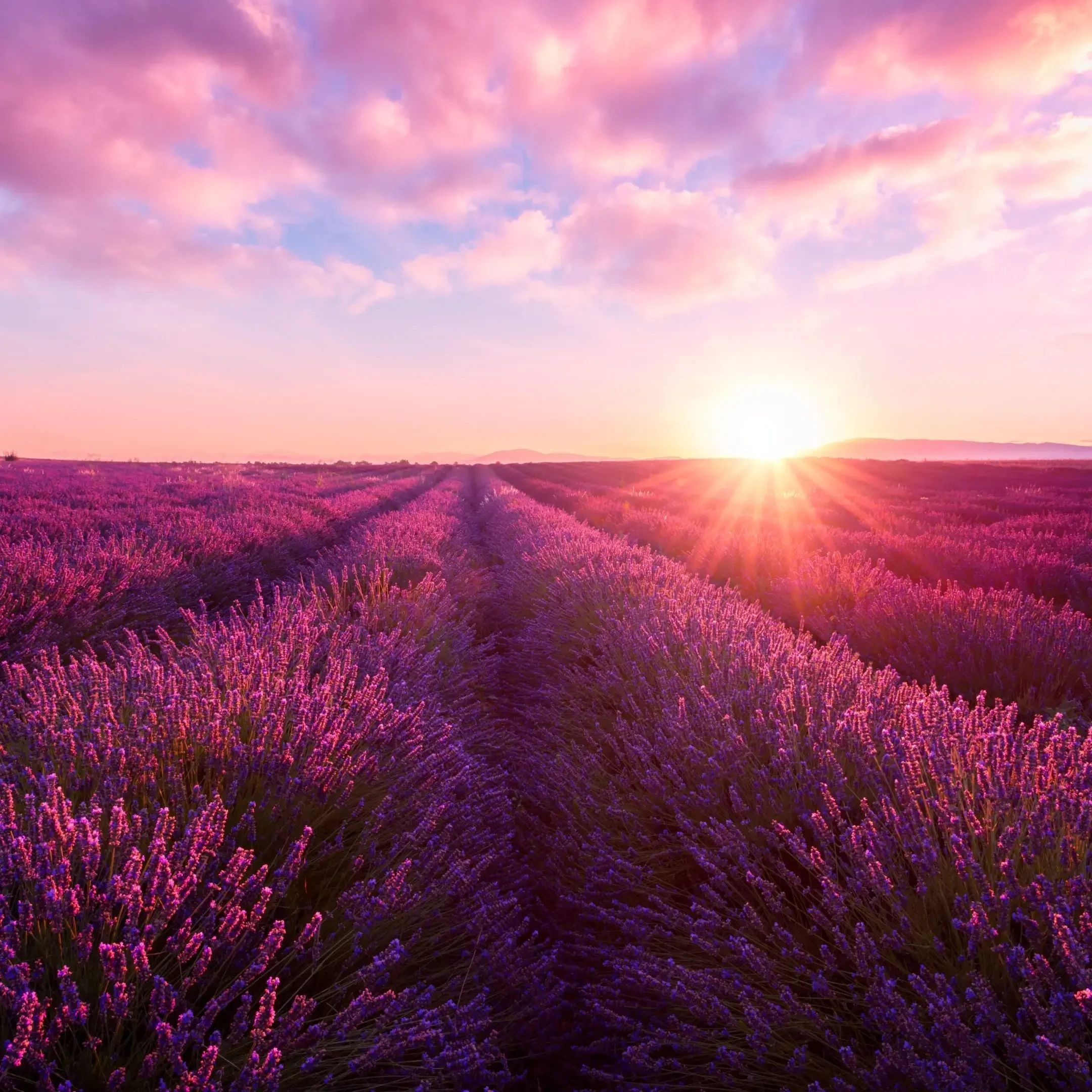 Sunset over a blooming lavender field with vibrant purple hues.